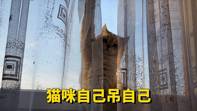 猫咪自己吊自己，这是什么迷惑行为？