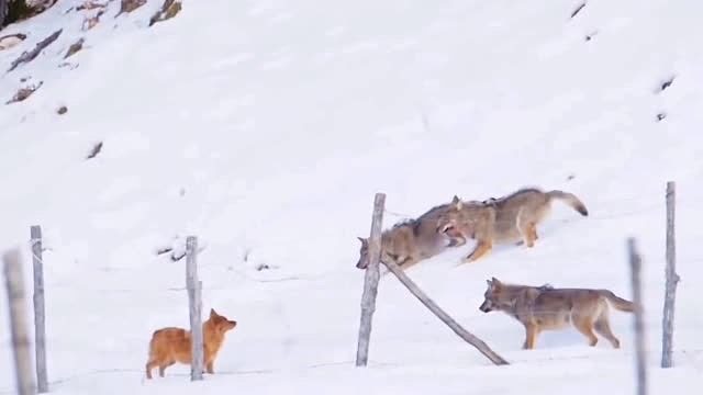狼群狩猎家犬，家犬一边与狼群周旋一边寻找机会脱身！