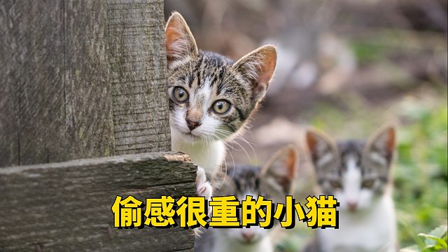 偷感很重的小猫，被抓包了还假装睡觉