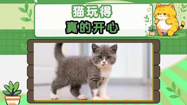 猫玩得很开心，有人却伤心了