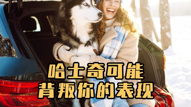 哈士奇可能背叛你的表现，你知道吗？