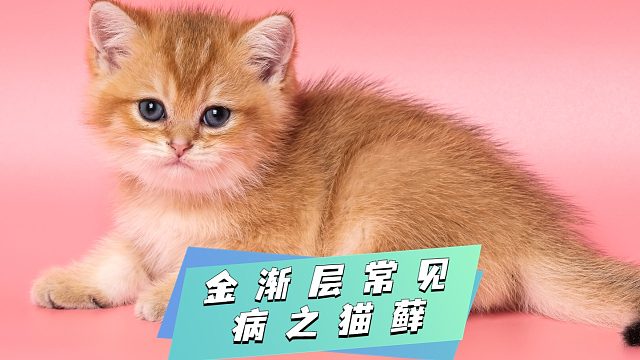 什么是猫藓？进来快速了解