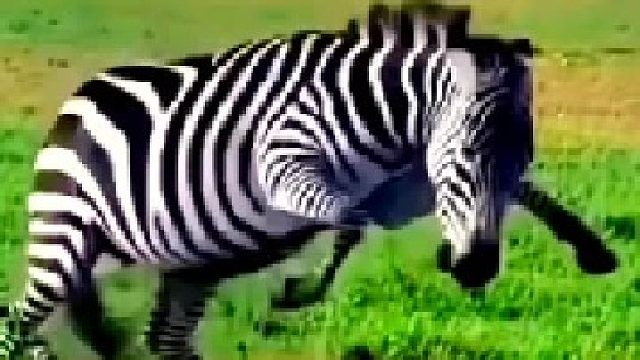 猎豹锁喉小斑马，母斑马急的团团转！
