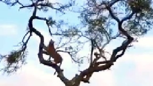 花豹爬上树捕猎猴子，猴子在树上跳来跳去，花豹没办法只能干着急！