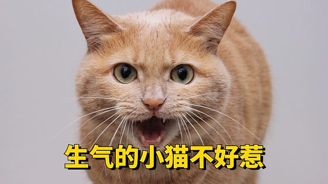 猫咪：这一辈都没这么生气过