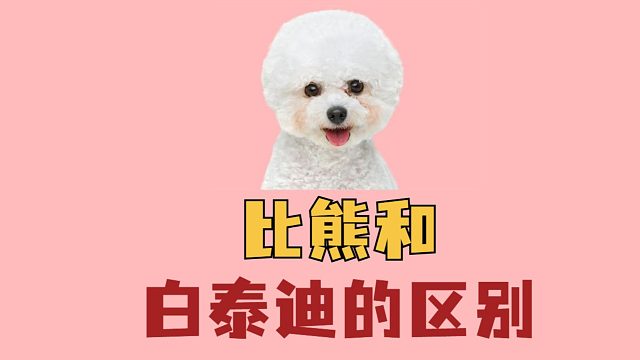 比熊vs白泰迪，它们有哪些区别呢？