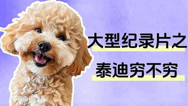 大型纪录片之泰迪穷不穷？其实是大爷聋！