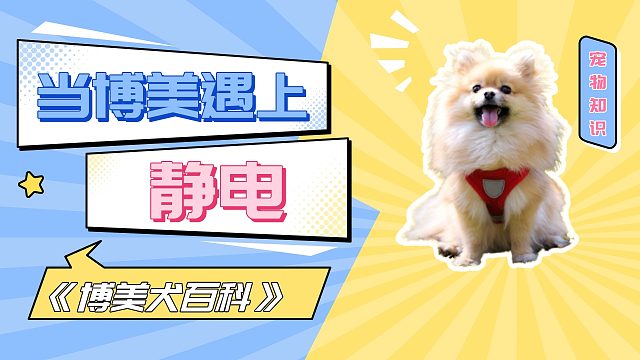 当博美遇上静电，就像被嗦过的芒果核！