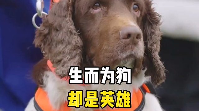 生而为狗，却是英雄