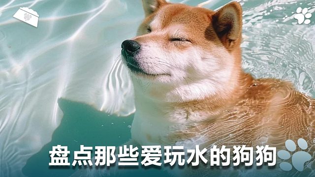 盘点那些爱玩水的狗狗，太疯狂了