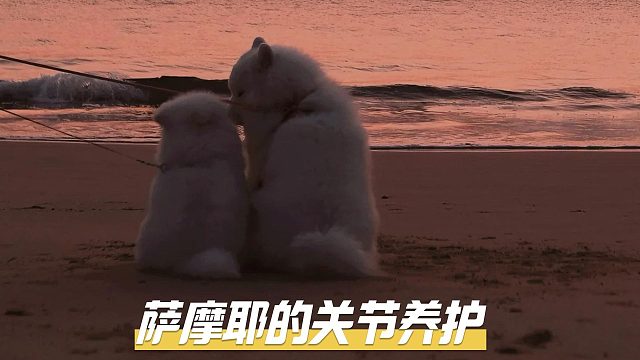 把萨摩耶的关节养护好，它就能快乐跑跳