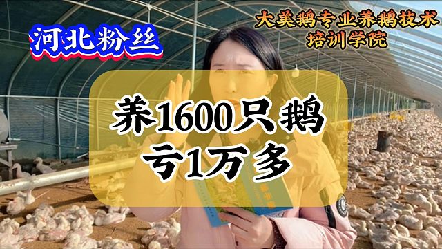 河北粉丝出栏率9成，卖鹅还能亏一万多，带大家看看怎么亏的。