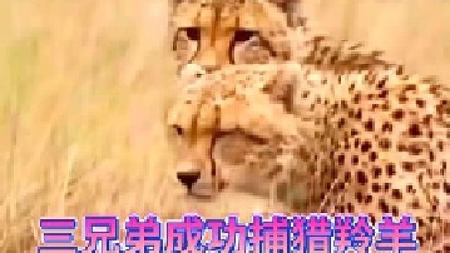 猎豹三兄弟成功捕猎羚羊！