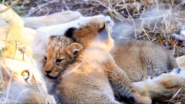 小狮子在母狮面前很调皮，但在雄狮面前就变乖了！