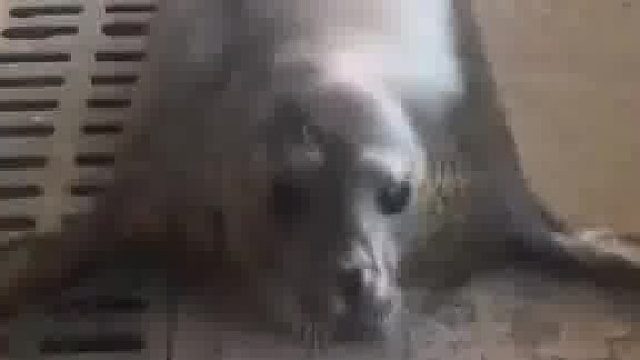 海豹的天敌是什么？