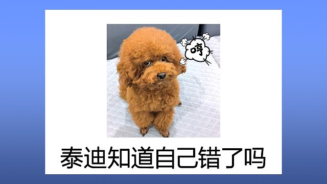 泰迪犯错后，会知道自己错了吗？