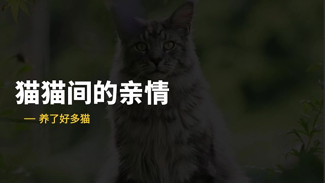 猫猫也会想妈妈，更不想离开妈妈
