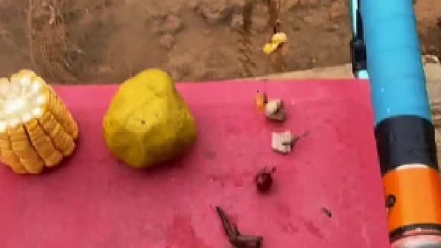 鱼儿想吃啥自己挑吧