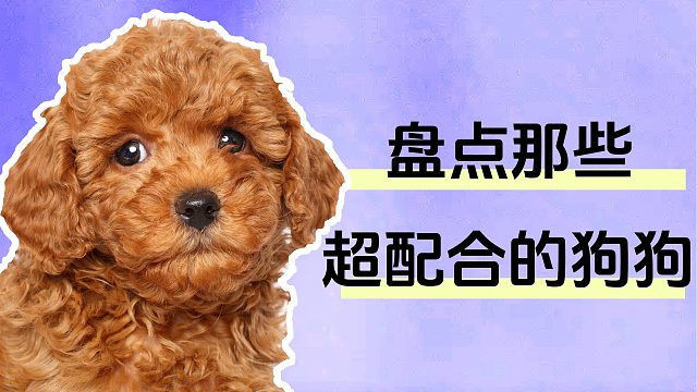 盘点那些超配合的狗狗！