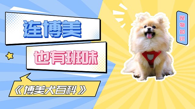 上班久了，博美也染上了班味！