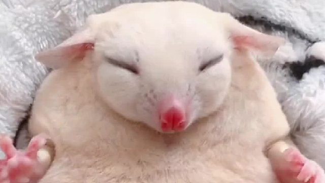 带娃累坏了吧，睡的好沉