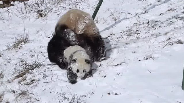 怪不得之前会濒危呢，本来生一个就困难，还这么造