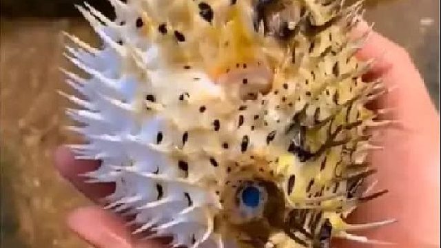 户外赶海抓海鲜