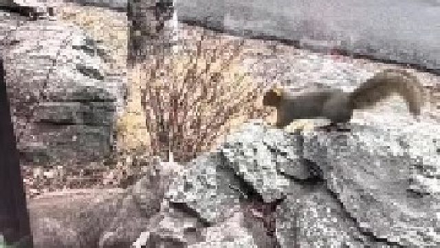 山猫利用岩石将自己隐藏起来，等着松鼠送上门