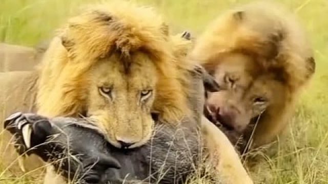 雄狮三兄弟捕猎，出力最多的都是最后吃