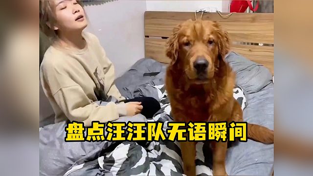 狗狗就是不会说话，不然都骂人了