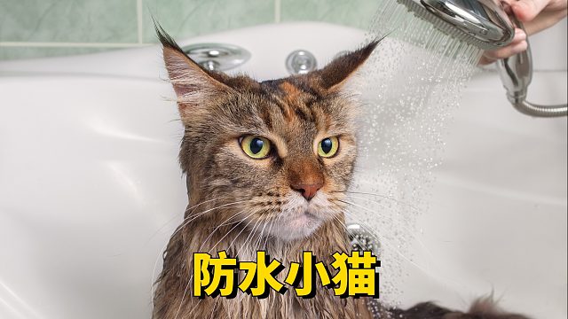 果然猫猫是防水的，猫不溶于水实锤了！