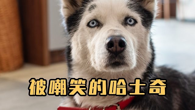 原来主人的嘲笑，会让狗子变得不自信！