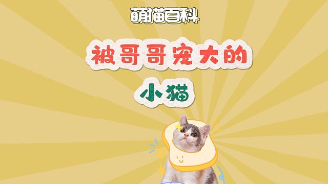 被哥哥宠大的小猫，肉眼可见的幸福感！