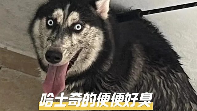 哈士奇便便臭的问题，怎么能改善？