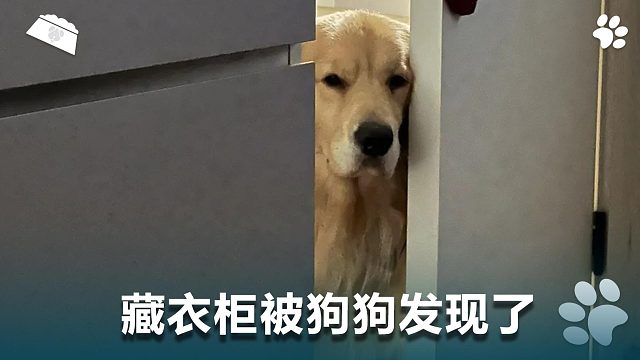 藏衣柜被狗狗发现了，怎么办？