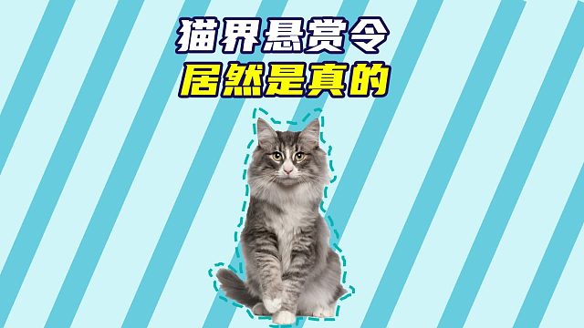 猫界悬赏令居然是真的，成功找回猫咪！