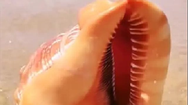 户外赶海抓海鲜