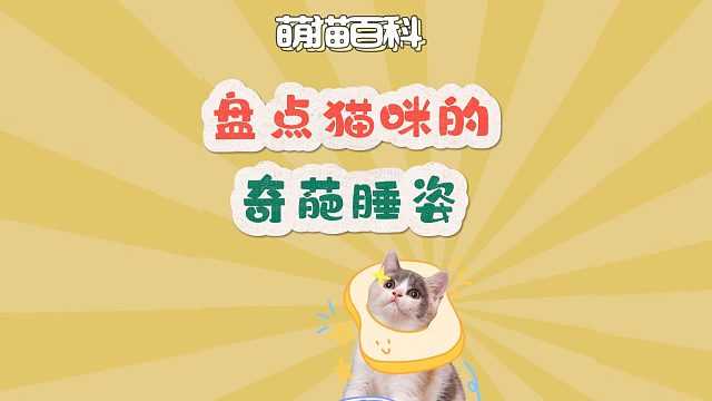 猫咪的奇葩睡姿，也太搞笑了吧