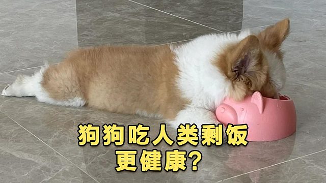 狗狗吃人类的饭菜，会让肠胃更健康？