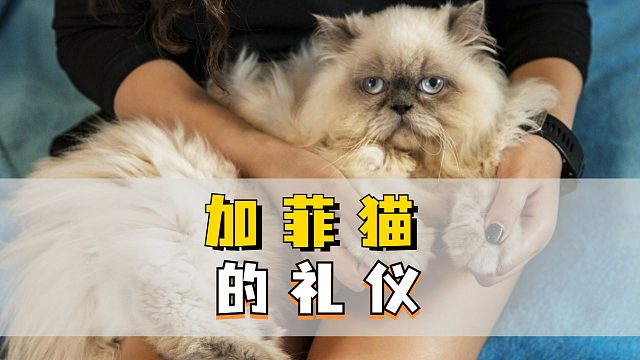加菲猫的礼仪，你知道吗？