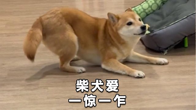 狗狗吃人类的饭菜，会让肠胃更健康？