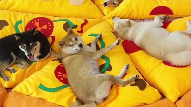 给狗做了个超大披萨狗窝