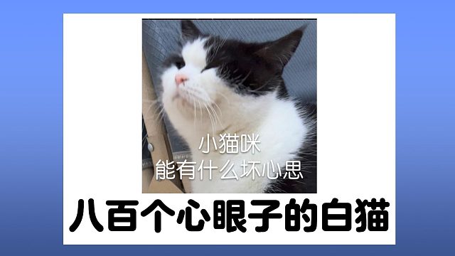 八百个心眼子的白猫，真是防不胜防