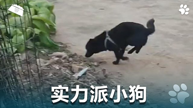 实力派小狗，无人能敌