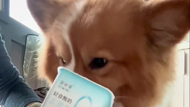 吃点剩的酸奶，可把公子哥忙坏了