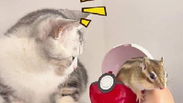 所以阿发和小普洱谁更可爱？