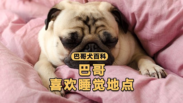 巴哥喜欢睡觉地点，你都知道吗？