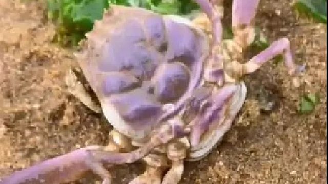 户外赶海抓海鲜