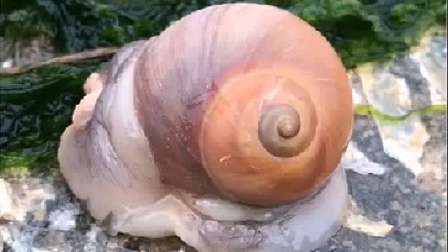 赶海赶海赶海啦