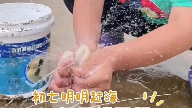 户外赶海抓海鲜